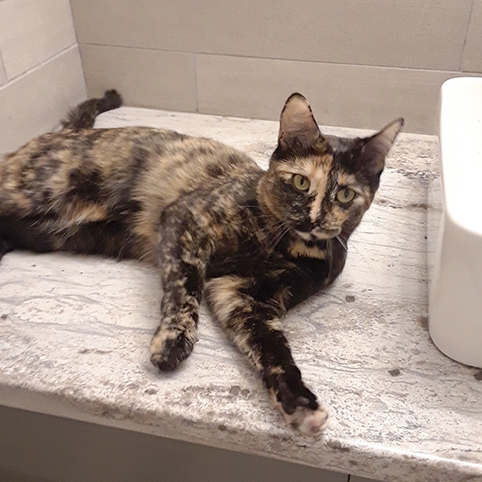 Valkyrie 20 Oct 2025 2