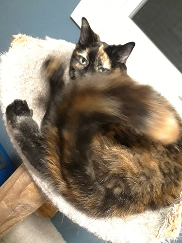 Millie in Action 2 copy