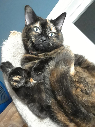 Millie in Action 3 copy