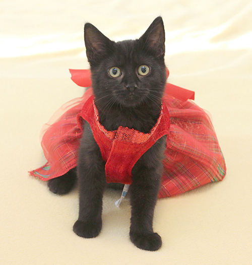 Ever - Christmas2 for website