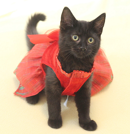 Ever in Christmas dress 2025 for website