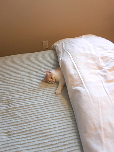 Allegro Puts Himself to Bed copy