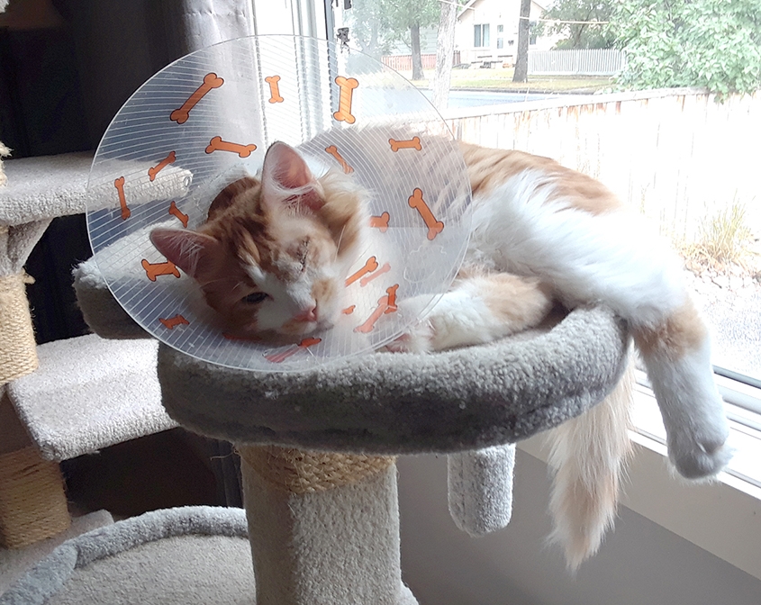 Cone-head copy