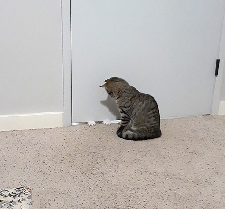 Coda Sees Paws copy
